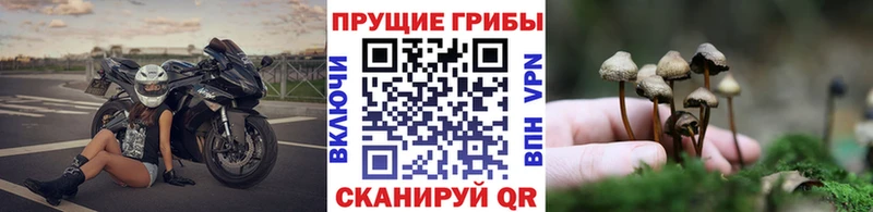 Галлюциногенные грибы прущие грибы Мещовск